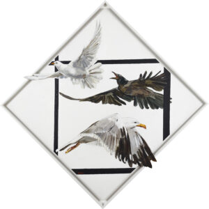 Pope Francis and The Birds